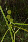 American bur-reed